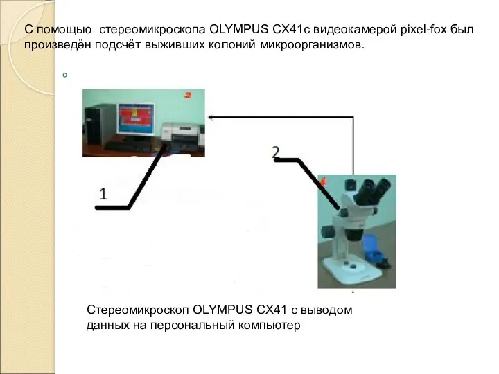 C помощью стереомикроскопа OLYMPUS СX41с видеокамерой pixel-fox был произведён подсчёт