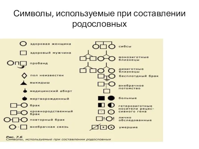 Символы, используемые при составлении родословных