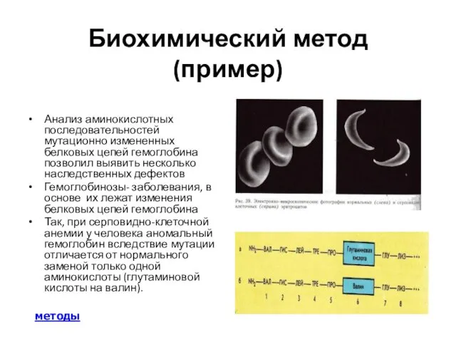Биохимический метод (пример) Анализ аминокислотных последовательностей мутационно измененных белковых цепей
