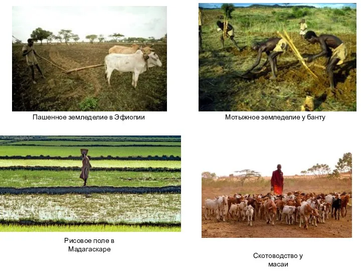 Пашенное земледелие в Эфиопии Мотыжное земледелие у банту Рисовое поле в Мадагаскаре Скотоводство у масаи