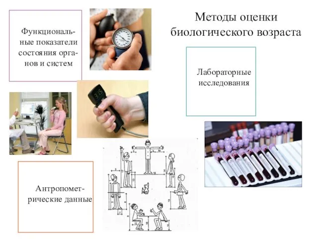 Методы оценки биологического возраста Антропомет- рические данные Функциональ- ные показатели