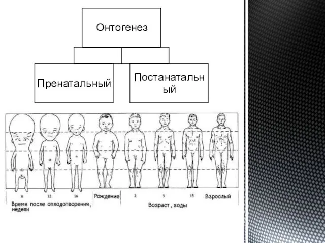 Онтогенез Пренатальный Постанатальный