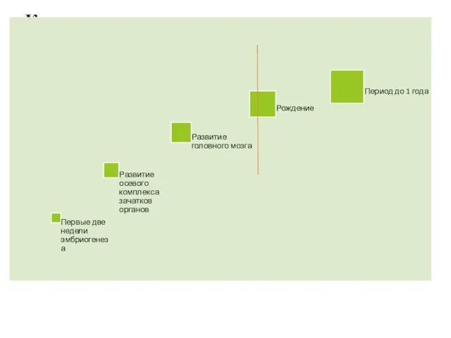 Критические периоды развития в эмбриогенезе Первые две недели эмбриогенеза Развитие
