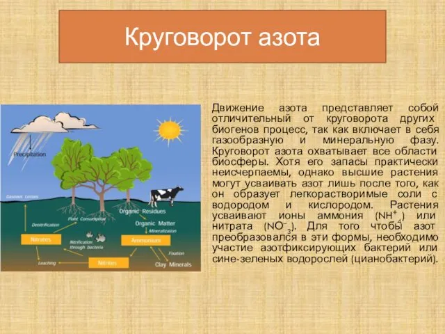 Движение азота представляет собой отличительный от круговорота других биогенов процесс,