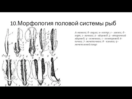 10.Морфология половой системы рыб А-минога; б- акула; в- осетр; г