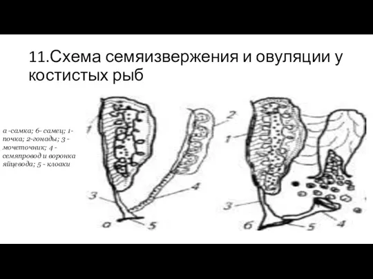 11.Схема семяизвержения и овуляции у костистых рыб а -самка; 6-