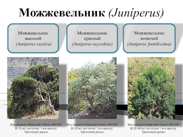 Можжевельник высокий (Juníperus excelsa) Можжевельник красный (Juníperus oxycedrus) Можжевельник вонючий