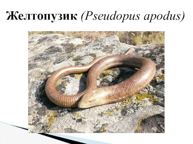 Желтопузик (Pseudopus apodus)