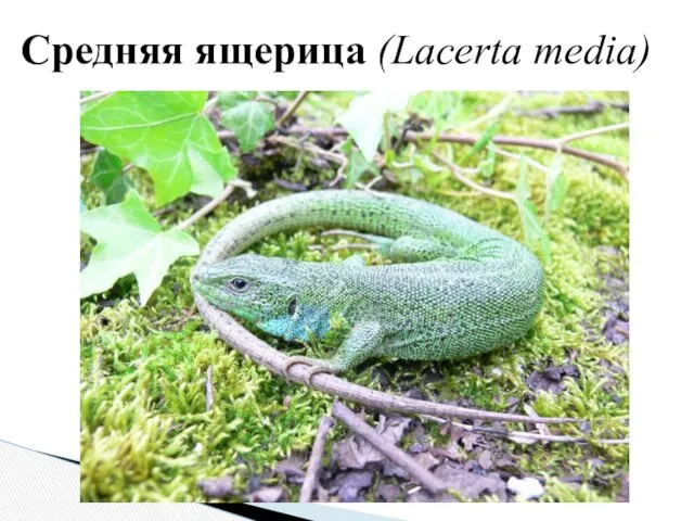 Средняя ящерица (Lacerta media)