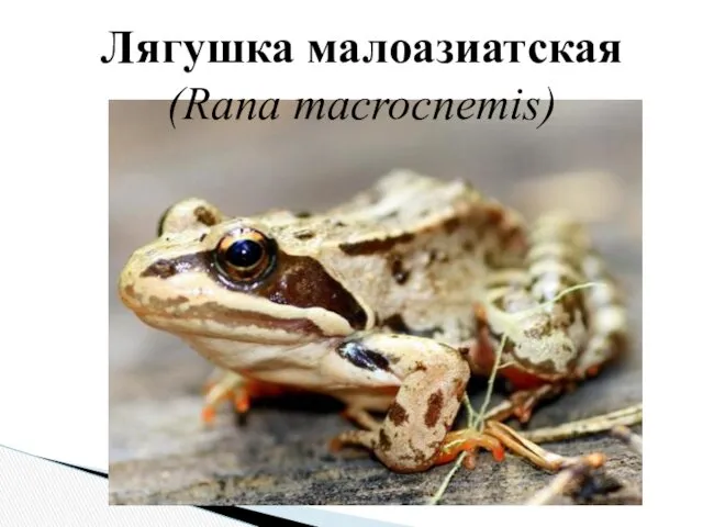 Лягушка малоазиатская (Rana macrocnemis)