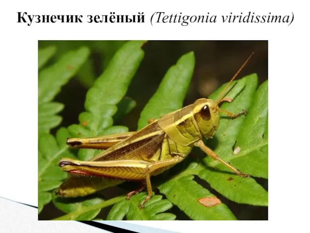 Кузнечик зелёный (Tettigonia viridissima)