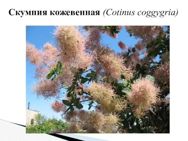 Скумпия кожевенная (Cotinus coggygria)