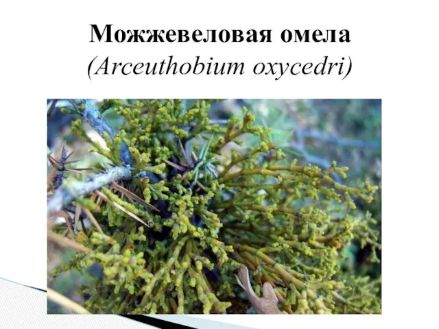 Можжевеловая омела (Arceuthobium oxycedri)