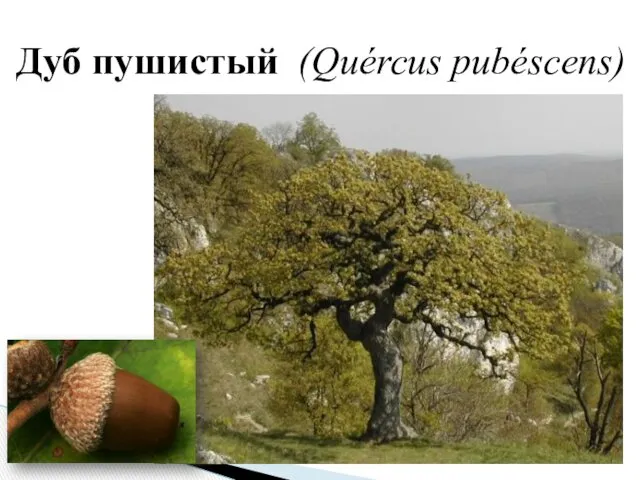 Дуб пушистый (Quércus pubéscens)