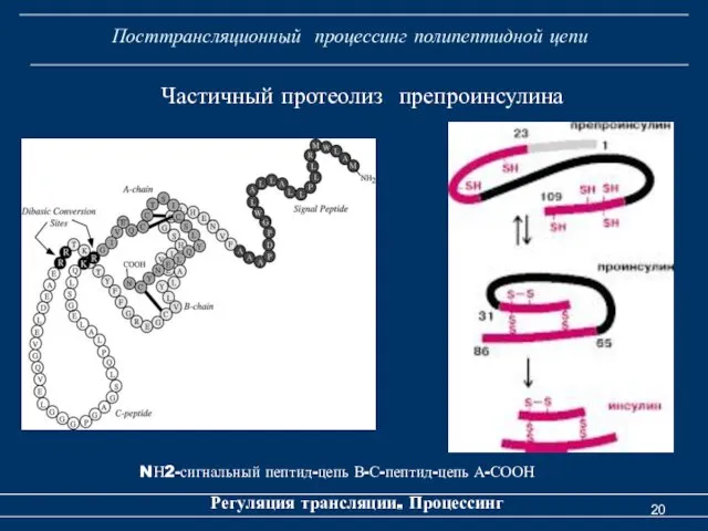 Посттрансляционный процессинг полипептидной цепи Регуляция трансляции. Процессинг Частичный протеолиз препроинсулина NН2-сигнальный пептид-цепь В-С-пептид-цепь А-СООН