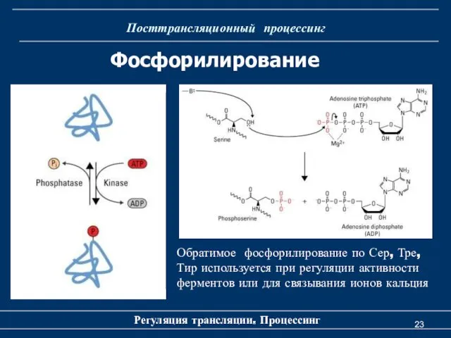 Посттрансляционный процессинг Регуляция трансляции. Процессинг Фосфорилирование убиквитинирование убиквитинирование Обратимое фосфорилирование