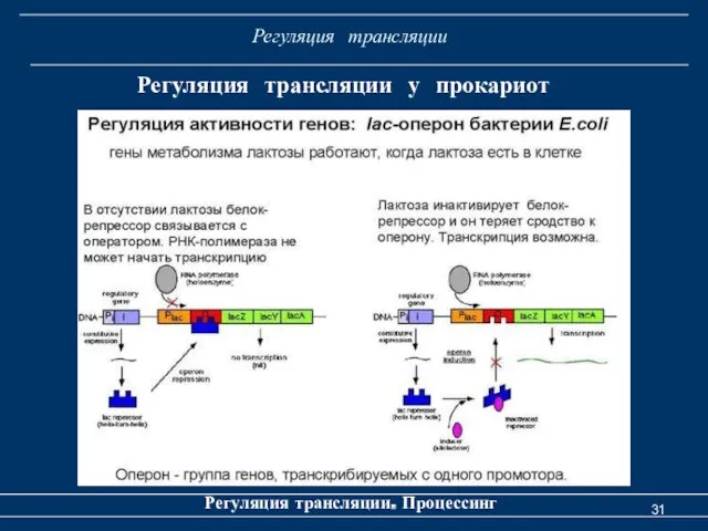 Регуляция трансляции Регуляция трансляции. Процессинг Регуляция трансляции у прокариот