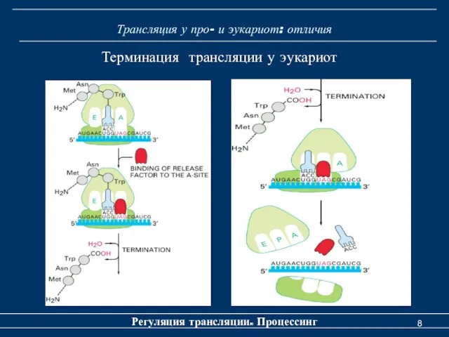 Трансляция у про- и эукариот: отличия Терминация трансляции у эукариот Регуляция трансляции. Процессинг