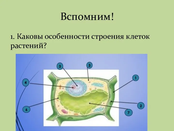 Вспомним! 1. Каковы особенности строения клеток растений?