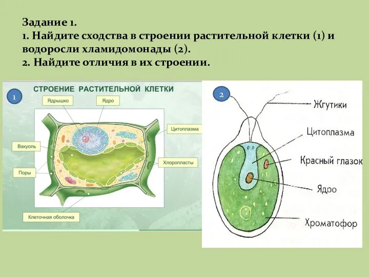 Задание 1. 1. Найдите сходства в строении растительной клетки (1)