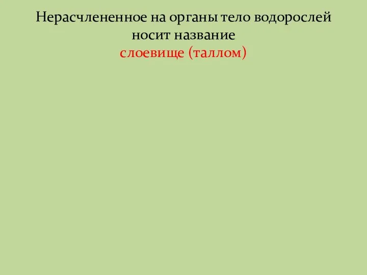 Нерасчлененное на органы тело водорослей носит название слоевище (таллом)