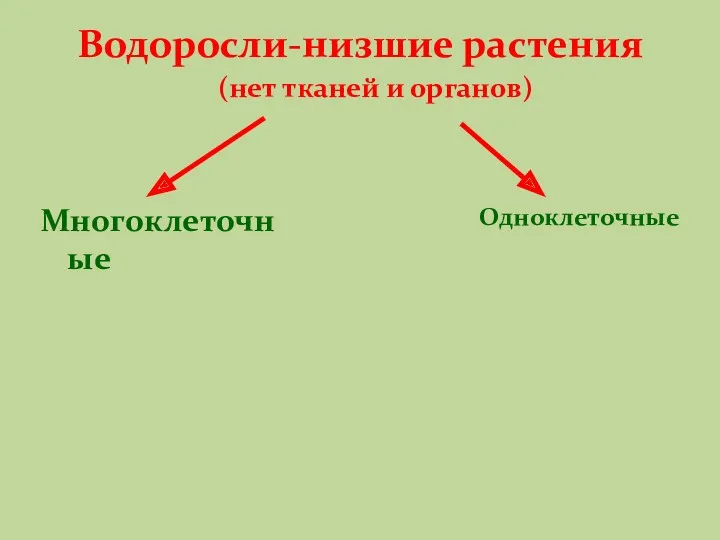 Водоросли-низшие растения Многоклеточные Одноклеточные (нет тканей и органов)