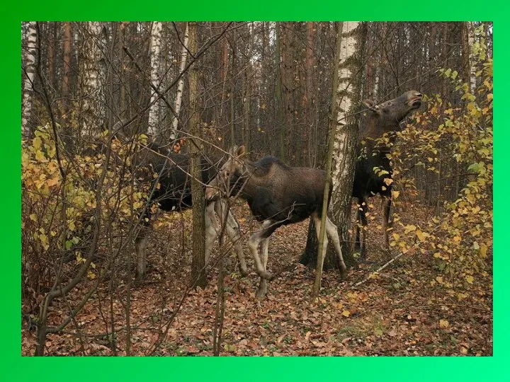 Лоси́ный О́стров — один из первых национальных парков в России, расположен на территории