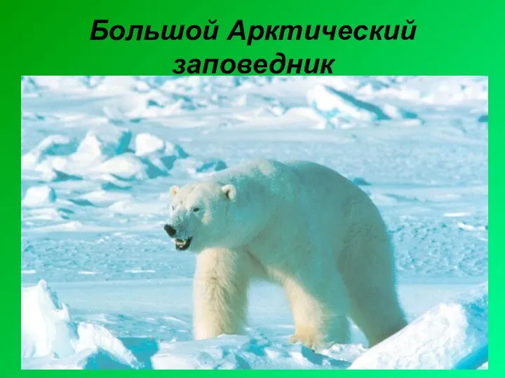 Большой Арктический заповедник Большо́й Аркти́ческий запове́дник — крупнейший заповедник в России и Евразии.
