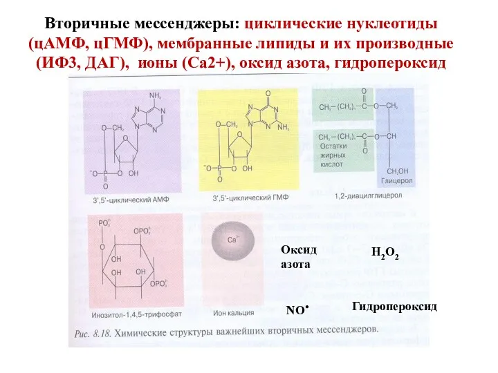 Вторичные мессенджеры: циклические нуклеотиды (цАМФ, цГМФ), мембранные липиды и их