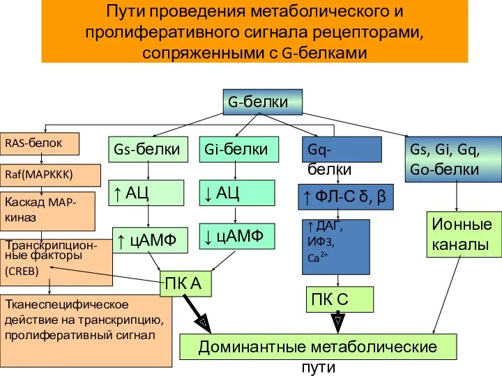 Пути проведения метаболического и пролиферативного сигнала рецепторами, сопряженными с G-белками