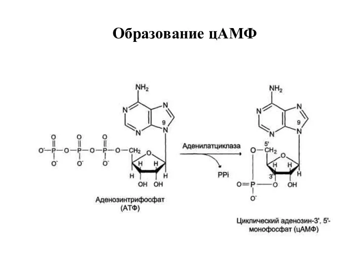 Образование цАМФ