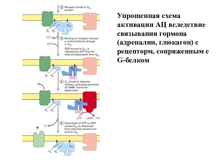 Упрощенная схема активации АЦ вследствие связывания гормона (адреналин, глюкагон) с рецепторм, сопряженным с G-белком