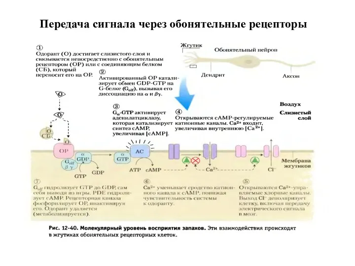 Передача сигнала через обонятельные рецепторы