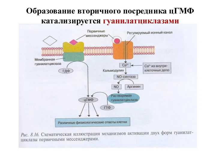 Образование вторичного посредника цГМФ катализируется гуанилатциклазами