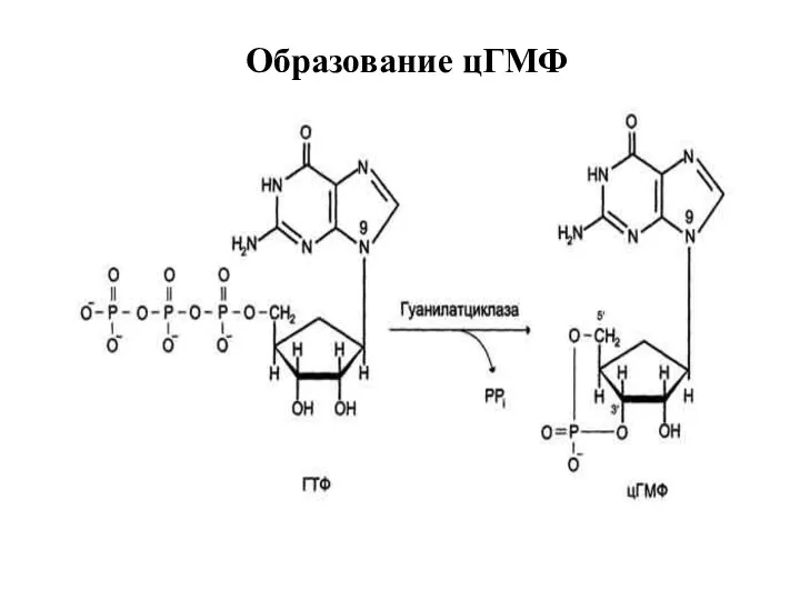 Образование цГМФ