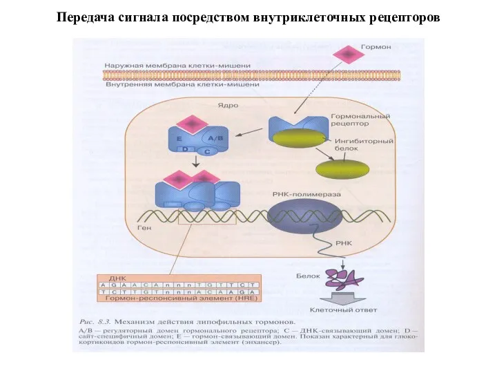 Передача сигнала посредством внутриклеточных рецепторов