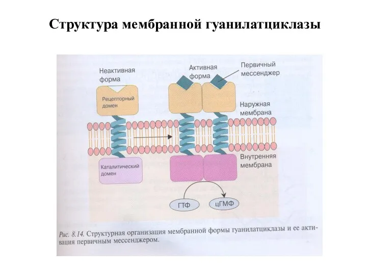 Структура мембранной гуанилатциклазы