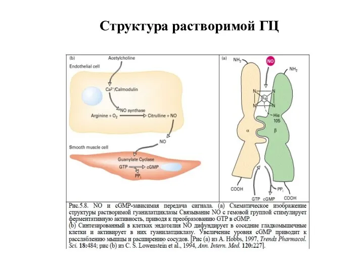 Структура растворимой ГЦ