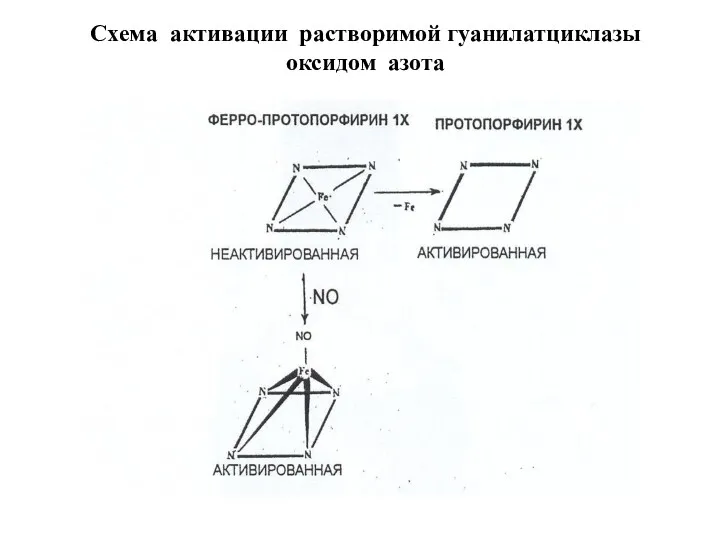 Схема активации растворимой гуанилатциклазы оксидом азота