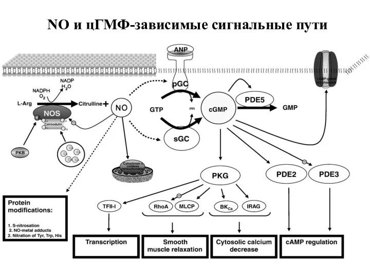 NO и цГМФ-зависимые сигнальные пути