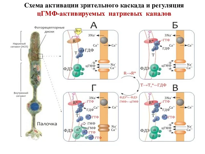 Схема активации зрительного каскада и регуляция цГМФ-активируемых натриевых каналов