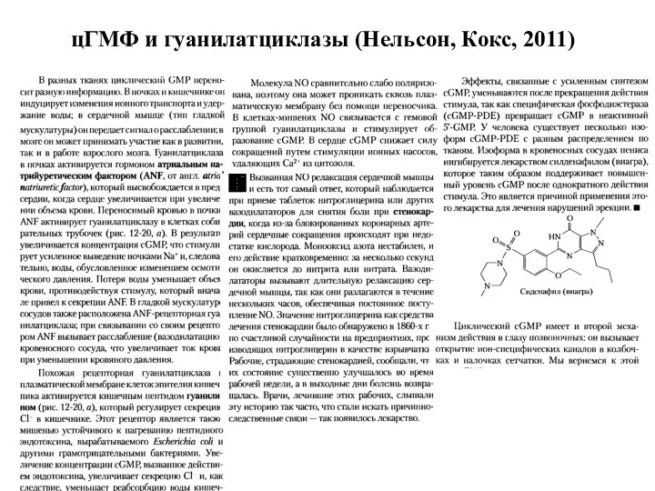 цГМФ и гуанилатциклазы (Нельсон, Кокс, 2011)