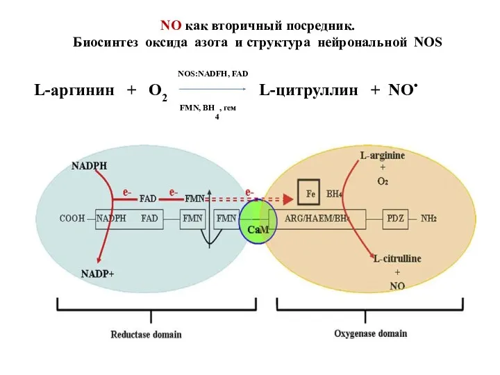 NO как вторичный посредник. Биосинтез оксида азота и структура нейрональной