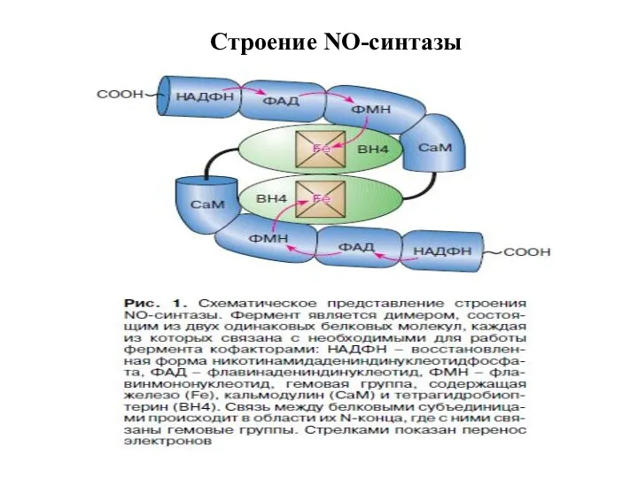 Строение NO-синтазы