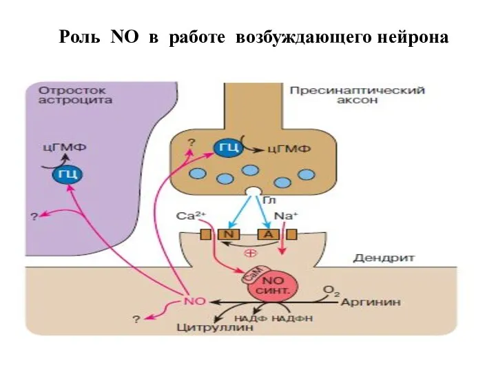 Роль NO в работе возбуждающего нейрона