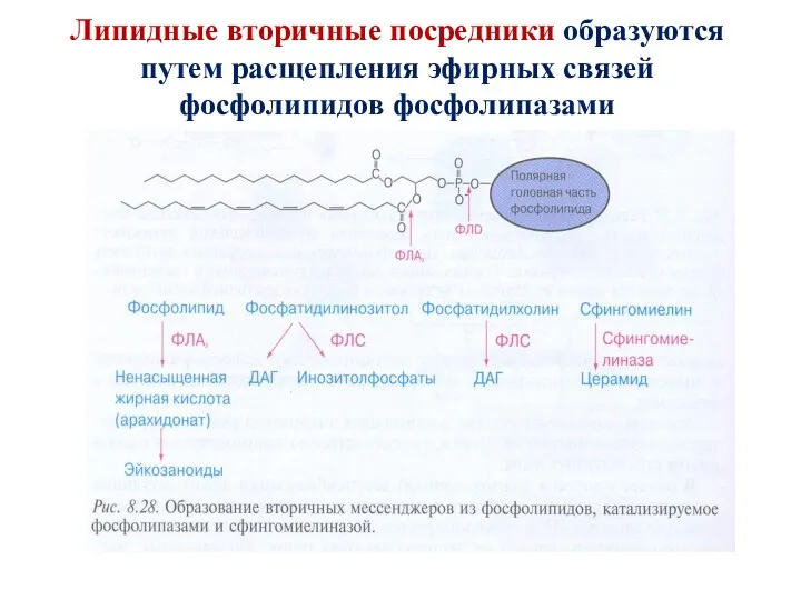 Липидные вторичные посредники образуются путем расщепления эфирных связей фосфолипидов фосфолипазами
