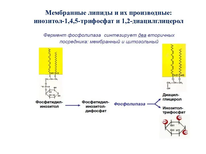 Мембранные липиды и их производные: инозитол-1,4,5-трифосфат и 1,2-диацилглицерол