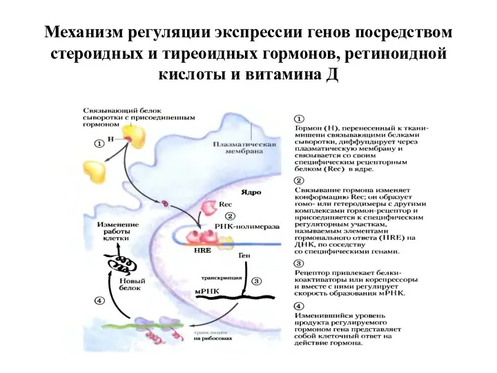 Механизм регуляции экспрессии генов посредством стероидных и тиреоидных гормонов, ретиноидной кислоты и витамина Д