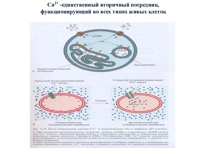 Са2+ -единственный вторичный посредник, функционирующий во всех типах живых клеток