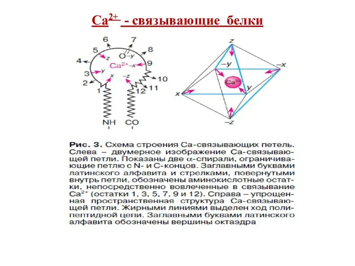 Са2+ - связывающие белки